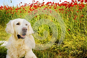 Dog with poppies