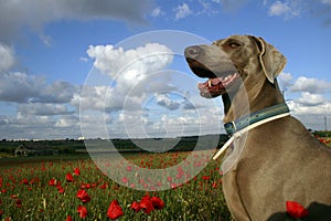 Dog in poppy field