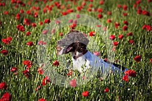 Dog and poppy field