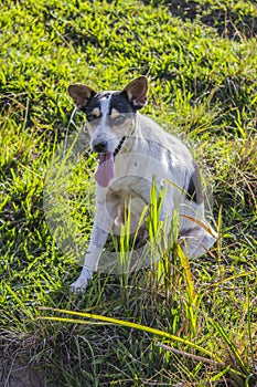 Dog popularly known as mutts