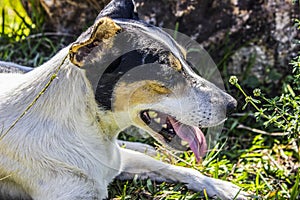 Dog popularly known as mutts photo