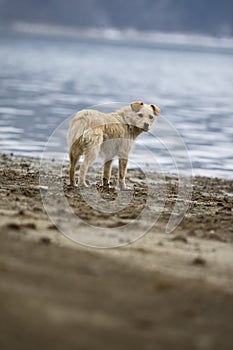 El perro retrato 