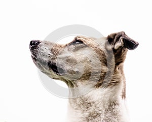 Dog portrait 19