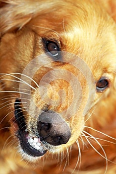 Dog portrait photo