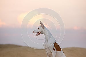 dog portrait against the sunset sky. Graceful Ibizan Hound. Pet in nature