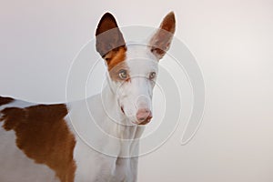 dog portrait against the sunset sky. Graceful Ibizan Hound. Pet in nature