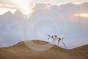 Dog portrait against the sunset sky. Graceful Ibizan Hound. Pet in nature