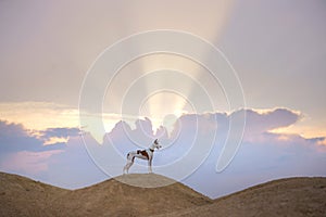 Dog portrait against the sunset sky. Graceful Ibizan Hound. Pet in nature