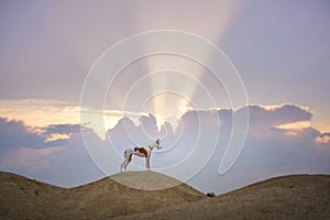 Dog portrait against the sunset sky. Graceful Ibizan Hound. Pet in nature
