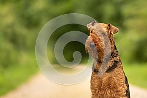 Dog portrait. Airedale Terrier in front of green background