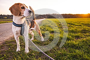 Dog portrait back lit background. Beagle standing in grass