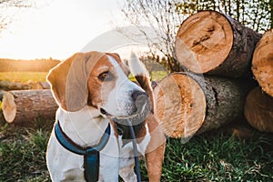 Dog portrait back lit background. Beagle standing in grass