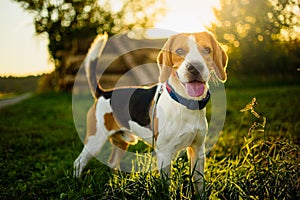 Dog portrait back lit background. Beagle with tongue out in grass during sunset