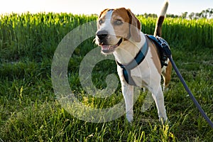 Dog portrait back lit background. Beagle with tongue out in grass during sunset
