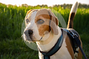 Dog portrait back lit background. Beagle with tongue out in grass during sunset