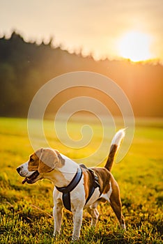 Dog portrait back lit background. Beagle with tongue out in grass during sunset on field