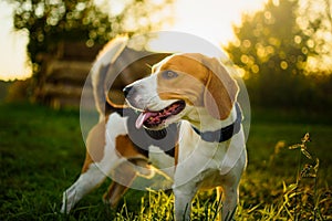 Dog portrait back lit background. Beagle with tongue out in grass during sunset in fields