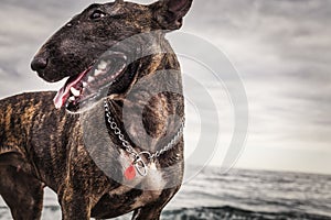 Dog portrait beach with waves