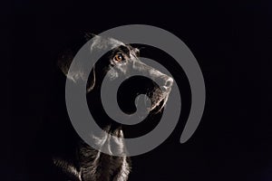 Dog portrait on black background. Beautiful black labrador with