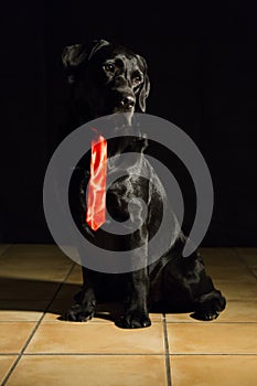 Dog portrait on black background. Beautiful black labrador with