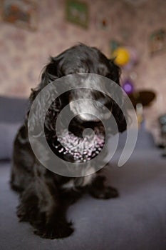 dog portrait with bows, cocker spaniel, pink beaded necklace