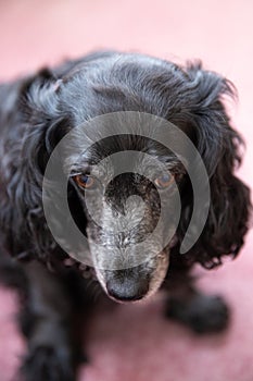 dog portrait with bows, cocker spaniel, pink beaded necklace