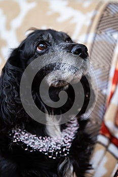 dog portrait with bows, cocker spaniel, pink beaded necklace