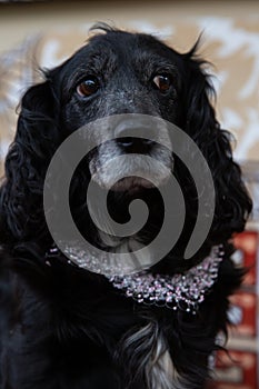 dog portrait with bows, cocker spaniel, pink beaded necklace