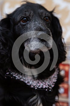 dog portrait with bows, cocker spaniel, pink beaded necklace