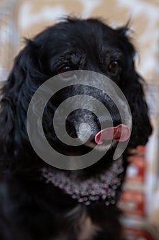 dog portrait with bows, cocker spaniel, pink beaded necklace