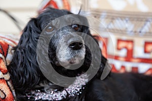 dog portrait with bows, cocker spaniel, pink beaded necklace