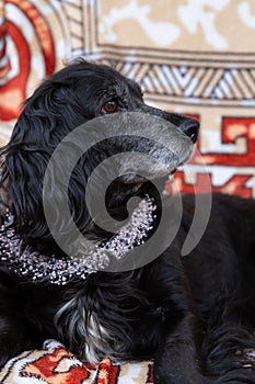 dog portrait with bows, cocker spaniel, pink beaded necklace