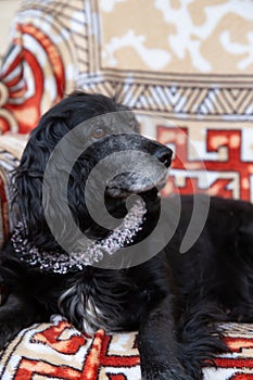 dog portrait with bows, cocker spaniel, pink beaded necklace