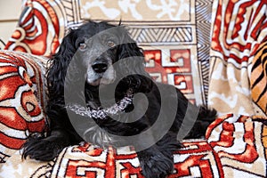 dog portrait with bows, cocker spaniel, pink beaded necklace