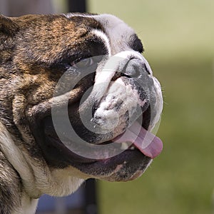 Dog portrait close up