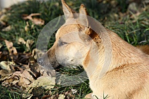 Dog portrait closeup