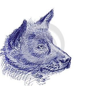 Dog portrait closeup . Hand made sketch with ballpoint pen on paper texture. Isolated on white