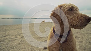 Dog Portrait Closeup: Labradoodle Dog Enjoys a cool day at the beach