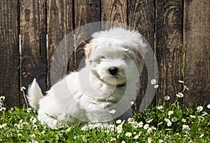 Dog portrait: Cute baby dog - puppy Coton de Tulear. photo