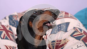 Dog portrait Dachshund breed, black and tan, lies on big pillows, looks at the owner, barks