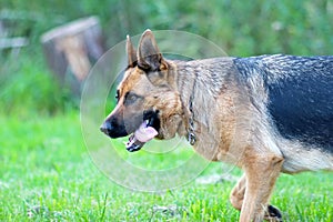 Dog portrait in grass. The breed is german shepherd