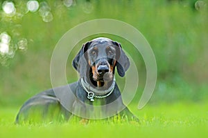 Dog portrait in grass, doberman