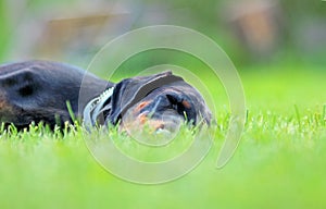 Dog portrait in grass, doberman