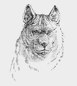 Dog portrait hand drawing