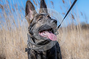 El perro retrato feliz cuatro meses viejo Alemán muro en alto césped 