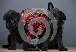 Dog portrait heart petal table