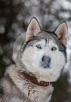 Dog portrait husky with different eyes