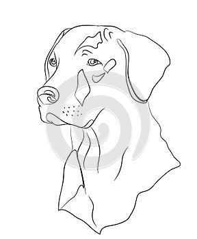 Dog portrait, lines, vector