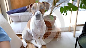 Dog portrait looking at the camera. Funny attentive looking Jack Russell terrier pet