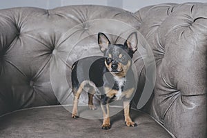 Dog portrait.Mini black beige white chihuahua on grey sofa. black brown white chihuahua. A pet is sitting at home